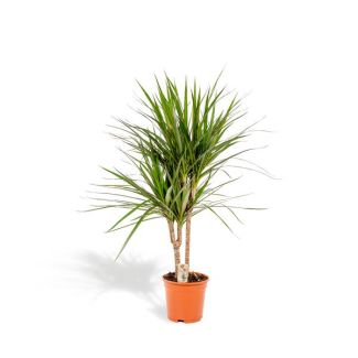 Drakenboom of Drakenbloedboom, luchtzuiverende kamerplant - Ø17cm - ↕90cm - Dracaena Marginata