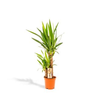 Yucca of palmlelie, Onderhoudsvriendelijke Kamerplant  - Ø17cm - ↕90cm ( Yukka )