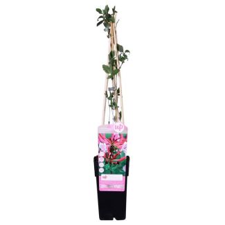 Kamperfoelie, Kleur Donkerroze, Paars met Geel en Creme, Geurende Bloemen, Klimplant, Lonicera periclymenum  Serotina  - ↨65cm - Ø15