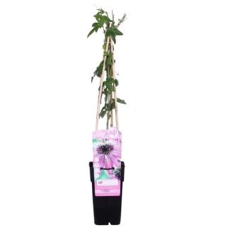 2 x De Passiebloem, Exotische Paaarse bloemen, Klimplant, Tropische sferen, Passiflora  Purple Haze - Ø15cm - ↕65cm