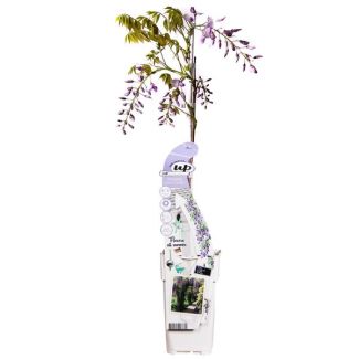 2x Paarse Regen, klimplant, Kleur paars, Wisteria sinensis Caroline, Chinese paarse regen