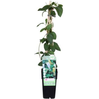 Kamperfoelie, Kleur Wit met Geel en Creme, Geurende Bloemen, Klimplant, Lonicera japonica  Halliana  - ↨65cm - Ø15