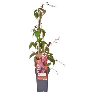 Parthenocissus tricuspidata  Veitch Boskoop  - ↨65cm - Ø15