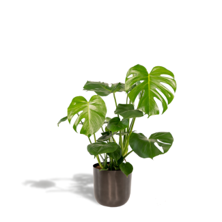 De Gatenplant in een Sierpot, Groene Kamerplant, Tropisch, Monstera Deliciosa- ↨80cm - Ø21cm + Pot Mayk Lead