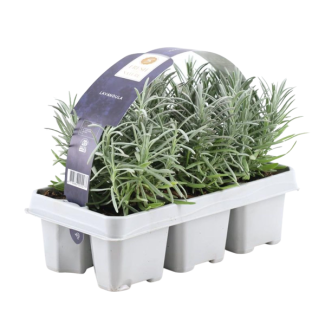 Lavendel, 1x6 Stuks, Kleur Paars, Struik, Heester, Meditteriaans, 6 pack Lavendel angustifolia - 6 x Ø7 cm - ↕15 cm