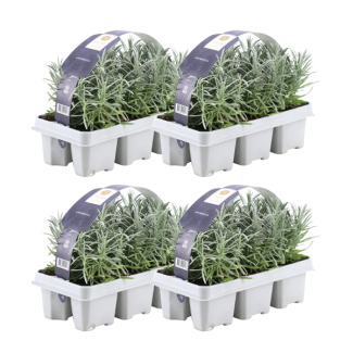 Lavendel, aantal 24, Kleur Paars, Struik, Heester, Meditteriaans, 6 pack Lavendel angustifolia - 6 x Ø7 cm - ↕15 cm