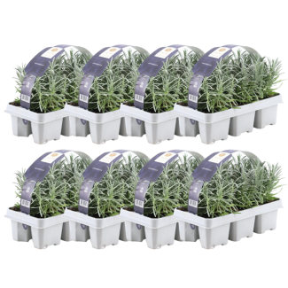 Lavendel, 48 Stuks, Kleur Paars, Struik, Heester, Meditteriaans, 6 pack Lavendel angustifolia - 6 x Ø7 cm - ↕15 cm