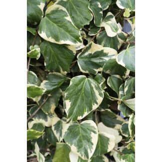 4x - Hedera colchica  Dentata Variegata  - ↨65cm - Ø15