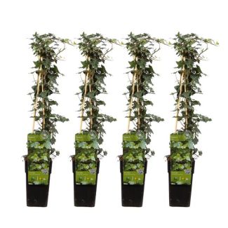 4x - Klimop, Hedera helix - ↨65cm - Ø15