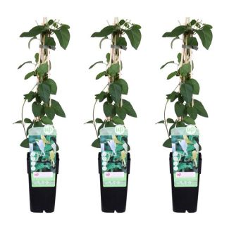 3 Stuks -japanse kamperfoelie, klimplant, kleur wit-roomgeel, winterhard,  Lonicera japonica 'Halliana' -  ↨65cm - Ø15