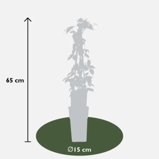 4x - Parthenocissus tricuspidata  Veitch Boskoop  - ↨65cm - Ø15