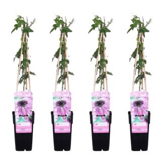 De Passiebloem, 4 Stuks, Klimplant, Opvallende Bloemen, Kleur Paars, Tropische Sferen,  Passiflora  Purple Haze  - ↨65cm - Ø15