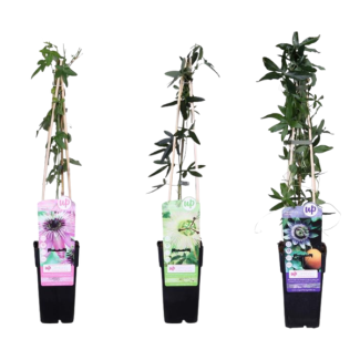 De Passiebloem, Set van 3 stuks, 1xWit, 1x Roze, 1xPaars, Exotische  bloemen,  Klimplant, Tropische sferen, Passiflora mix - ↨65cm - Ø15