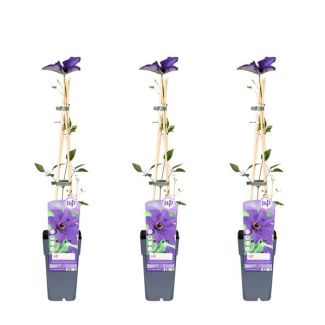 3x - Clematis, klimplant, kleur diep violet blauw, Clematis The President -  ↨65cm - Ø15