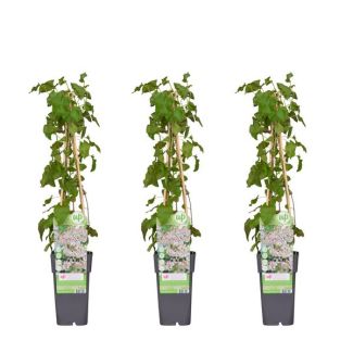 3 Stuks - Bruidsluier, kleur wit, Klimplant, Fallopia baldschuanica - ↨65cm - Ø15