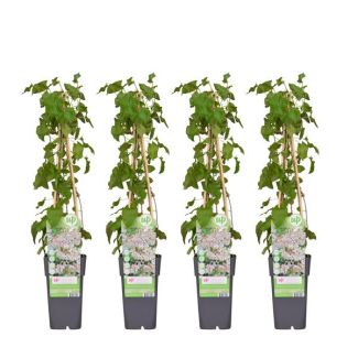 4x - Bruidsluier, kleur wit, Fallopia baldschuanica - ↨65cm - Ø15