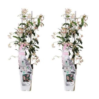 2x - sterjasmijn, Kleur zacht rose, klimplant, Trachelospermum 'Star of Ibiza' - ↨65cm - Ø15