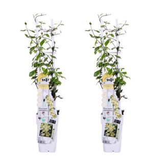 2x - Sterjasmijn, Kleur  Wit, Klimplant, Trachelospermum 'Star of Toscana' - ↨65cm - Ø15