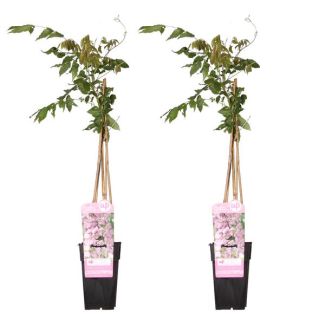 2x Blauwe Regen, Kleur roze, Klimplant, Wisteria floribunda 'Rosea' - ↨65cm - Ø15