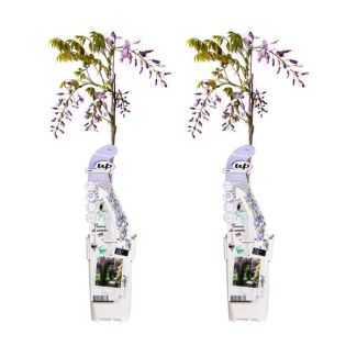 2x Blauwe / Lila Regen, Kleur Lila, Klimplant, Wisteria sinensis 'Caroline' - ↨65cm - Ø15