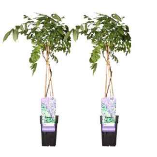 2x Blauwe Regen, kleur Lavendel Blauw, Klimplant, Wisteria sinensis 'Prolific' - ↨65cm - Ø15