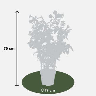 2x -Trompetplant, Klimplant, kleur Oranje/donker oranje, Campsis 'Indian Summer' -↨65cm - Ø15