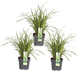Bonte Siergras, 3 stuks,  Struik, Kleur Groen met Creme, Carex morrowii  Ice Dance  - ↨30cm - Ø14