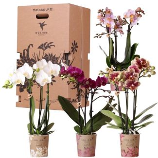 Cadeaubox - vier verschillende orchideeën, verrassings doos, orgineel cadeau, vers van de tuinder