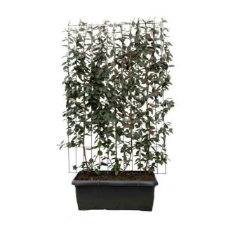 Kant-en-Klaar- Olijfwilg-Haag, Kleur cremekleurig, Rode besjes, Elaeagnus ebbingei - ↨180cm - 1 pcs