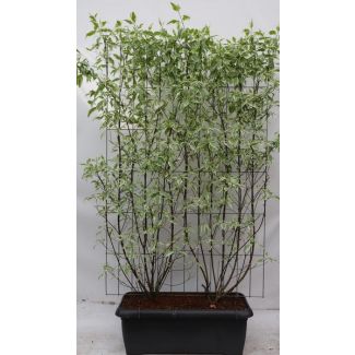 Kant-en-Klaar bonte witte kornoelje-Haag, Kleur Wit, Bont blad, Cornus alba  Elegantissima  - ↨180cm - 1 pcs