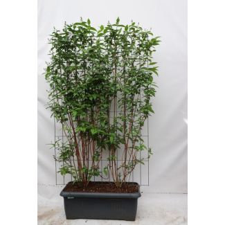 Kant-en-Klaar Deutzia-Haag, Kleur Wit,  Deutzia magn.  Nancy  - ↨180cm - 1 pcs