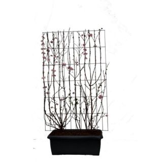 Kant-en-Klaar ViburnumHaag, Struik, Kleur licht roze-roze, Viburnum bodn.  Dawn  - ↨180cm - 1 pcs