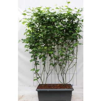 Kant-en-klaar BramenHaag, Haag, Fruitstruik, Kleur Diep Zwart ,Rubus frut.  Black Satin  - ↨180cm - 1 pcs