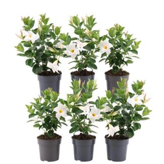 Set van 6 Stuks Mandevilla, Trompetbloemige Klimplant, Kleur Wit, Terrasplant, Balkonplant, Eenjarige Plant, Mandevilla white Ø12 cm - ↕25 cm