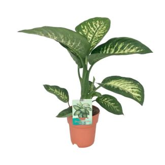 Kamerplant, Bont Blad (Groen, Creme), Dieffenbachia Seguine Tropic Snow - Ø19cm - ↕70cm