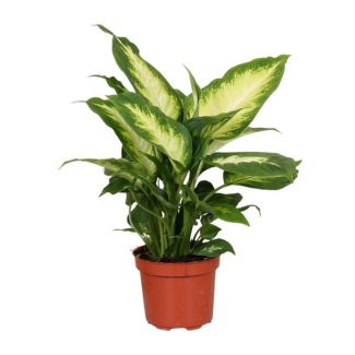 Kamerplant, Bond Blad ( Groen, Creme), Dieffenbachia Camilla - Ø12cm - ↕35cm