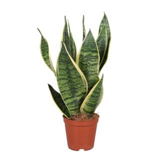 Slangenplant, Schoonmoederstong, Zwaardvormig Donkergroen Blad met strepen,Sansevieria Trifasciata Futura Superba - Ø12cm - ↕40cm