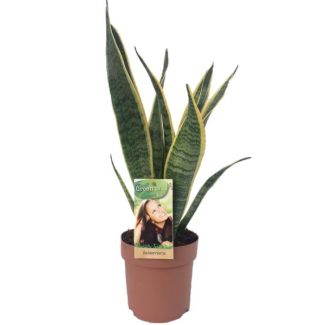 Vrouwentong, Goudrandplant, Zwaardvormig Donkergroen Blad met Gele Rand Sansevieria Laurentii - 50cm - ø14