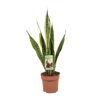 Vrouwentong, Goudrandplant, Zwaardvormig Donkergroen Blad met Gele Rand Sansevieria Laurentii - 60cm - ø17