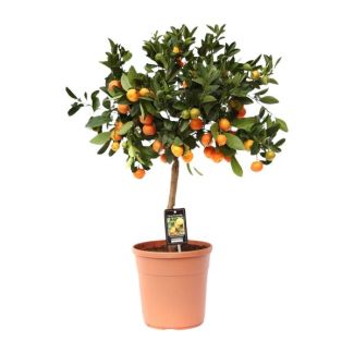 Citroenplant op stam, Citrus Calamondin - Ø22cm - ↕80cm voor binnen en buiten