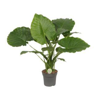 Olifantenoor, Groene Plant, Tropisch, Alocasia Gageana California - Ø21cm - ↕80cm
