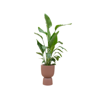 Strelitzia Nicolai, Inclusief Elho Pure Coupe Bruin Ø35 - 200 cm
