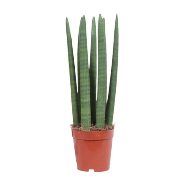 Slangenplant, Vrouwentong, Rechtopstaand Groen Blad, Sansevieria Mikado - Ø12cm - ↕40cm