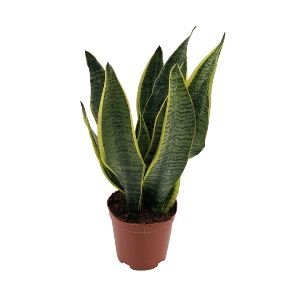 Slangenplant, Schoonmoederstong, Zwaardvormig Donkergroen Blad met strepen, Sansevieria Superba - Ø12cm - ↕40cm