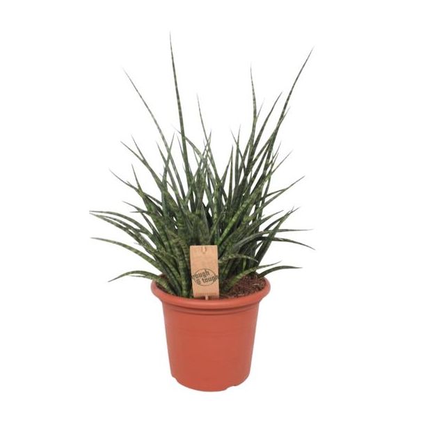 Vrouwentong, De Slangenplant, Zwaardachtig Groenachtig Blad met lichte Vlekken/Strepen, Stervormige Uitstraling, Sansevieria Fernwood Punk  Ø25cm - ↕60cm