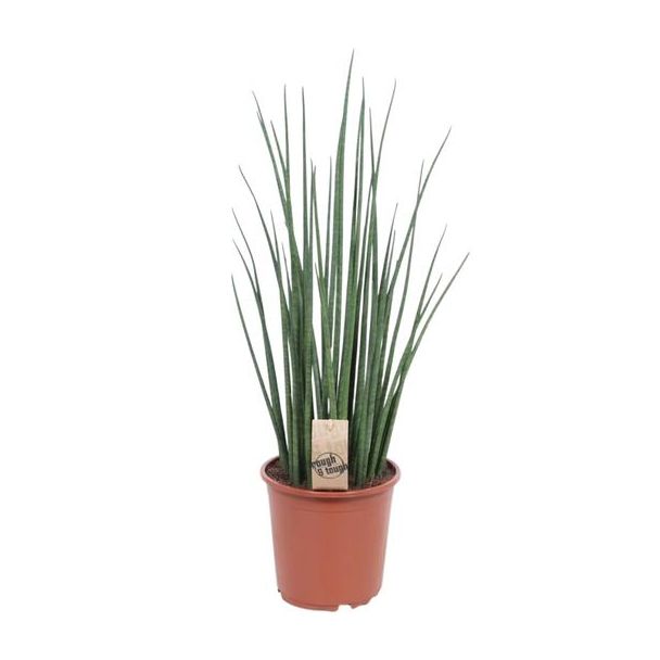 Slangenplant, Vrouwentong, Cilindrische/Speer lijkend Groen Blad, Sansevieria Mikado - Ø19cm - ↕70cm