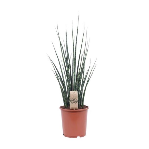 Slangenplant, Vrouwentong, Cilindrische/Speer lijkend Groen Blad, Sansevieria Mikado - Ø19cm - ↕80cm