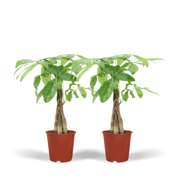 2 Geldbomen 50 cm - kamerplanten - 2x Pachira Aquatica - potmaat ø14