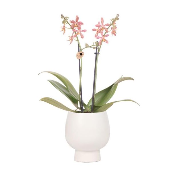 Vlinder Orchidee Spider , Kleur Oranje, Pot Scandic Wit , Bloeiende Kamerplant,  Phalaenopsis Orchideeën, Potmaat 09cm