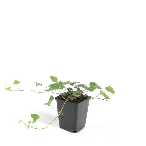 6x klimop (Hedera helix), natuurlijk gekweekte buitenplant